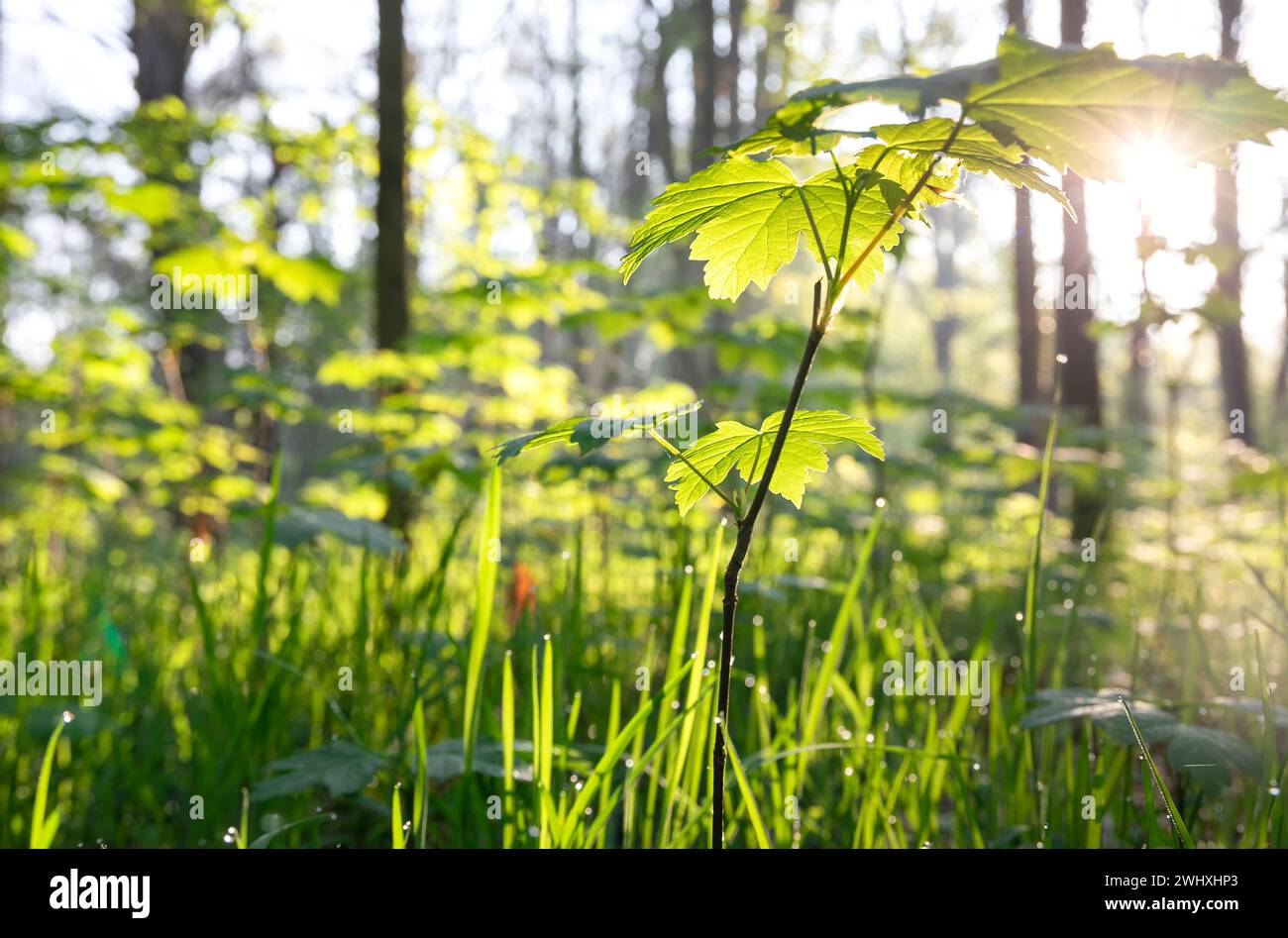 Sole nella verde foresta primaverile Foto Stock