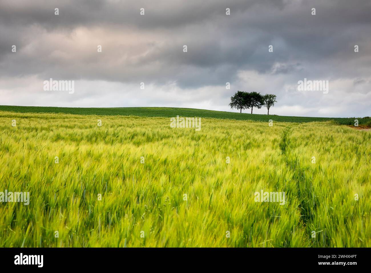 Quando campo e cielo nuvoloso Foto Stock