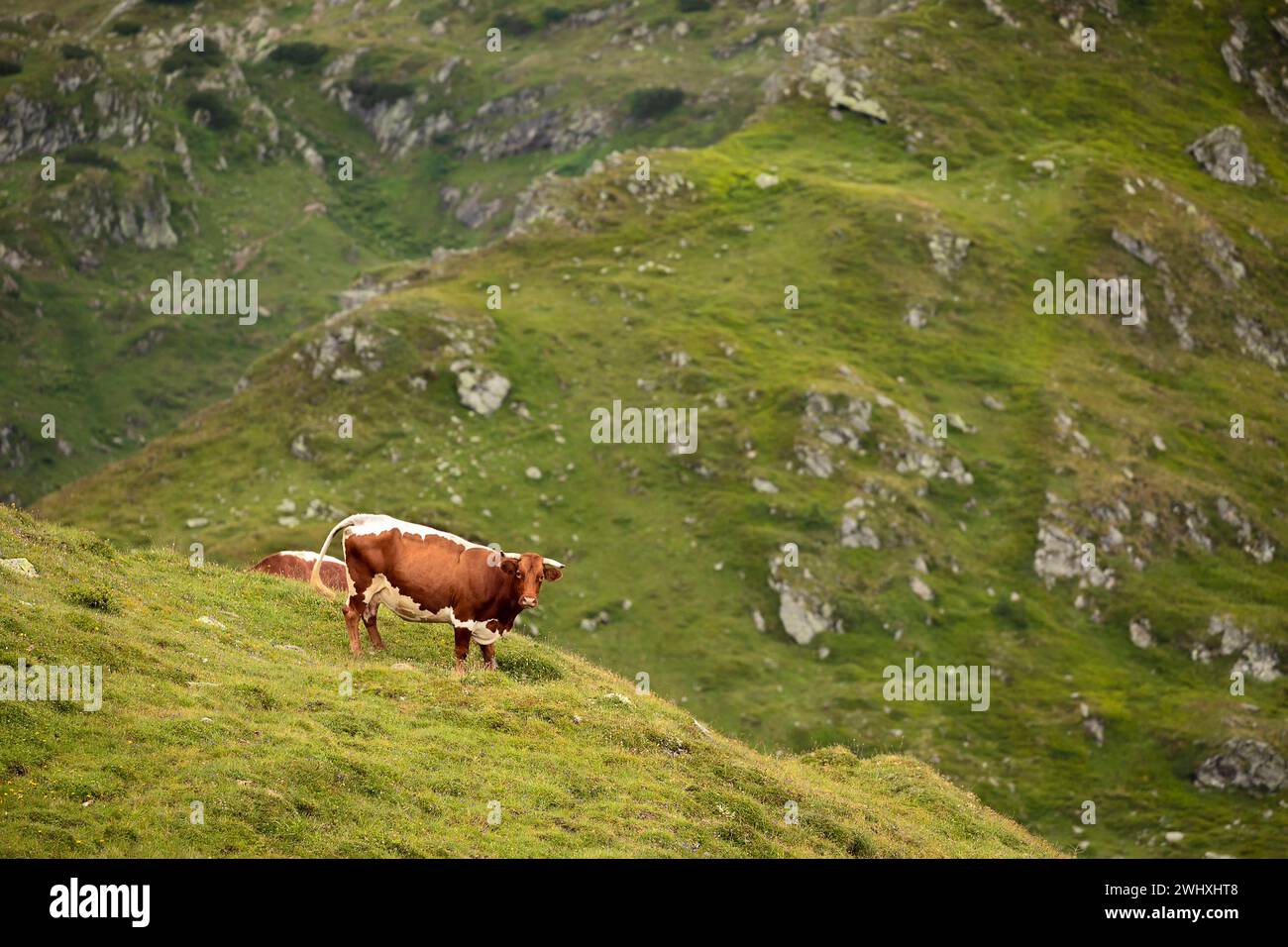 Mucca alpina bruna in montagna Foto Stock