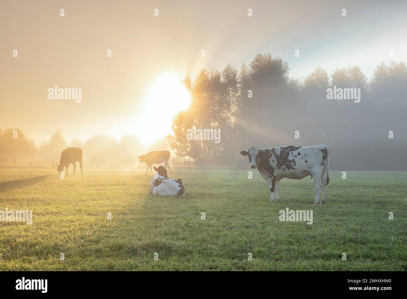 Mucche da latte rilassanti su pascoli assolati e nebbiosi Foto Stock