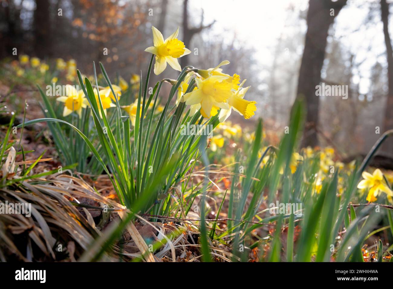 Fiori gialli nella foresta primaverile Foto Stock