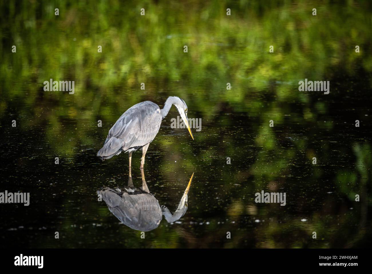 Uccello sul Baldeneysee di Essen Foto Stock