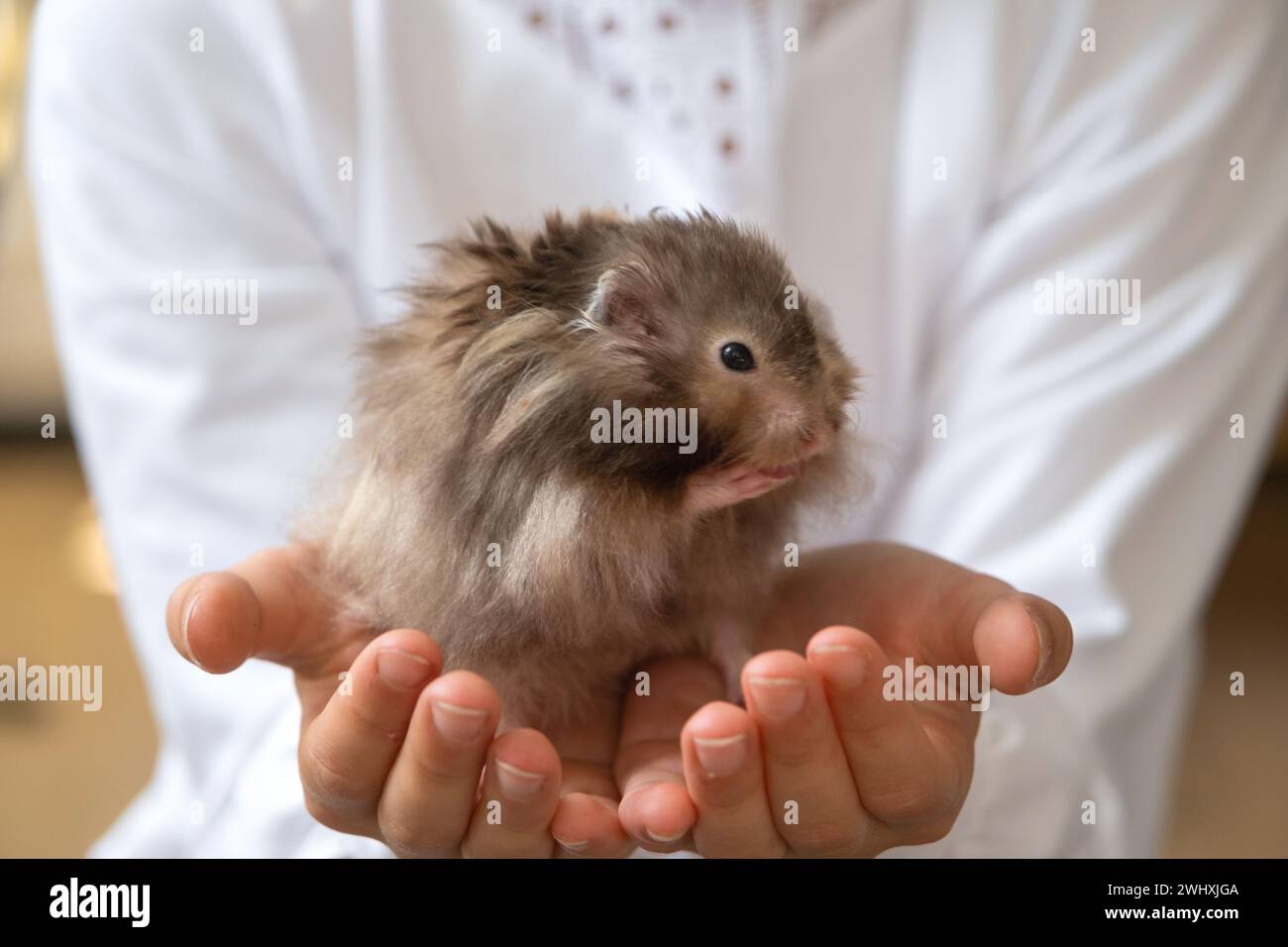 Divertente morbido curioso criceto siriano seduto tra le braccia di un bambino. Animale domestico domato, manuale,. Primo piano, copia spazio Foto Stock