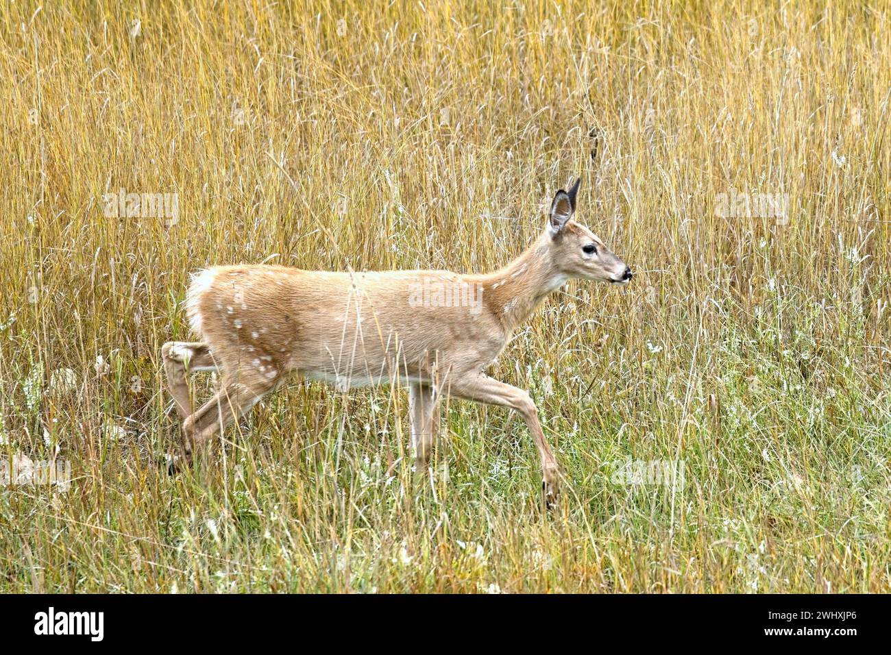 Una femmina di cervo cammina nell'erba. Foto Stock