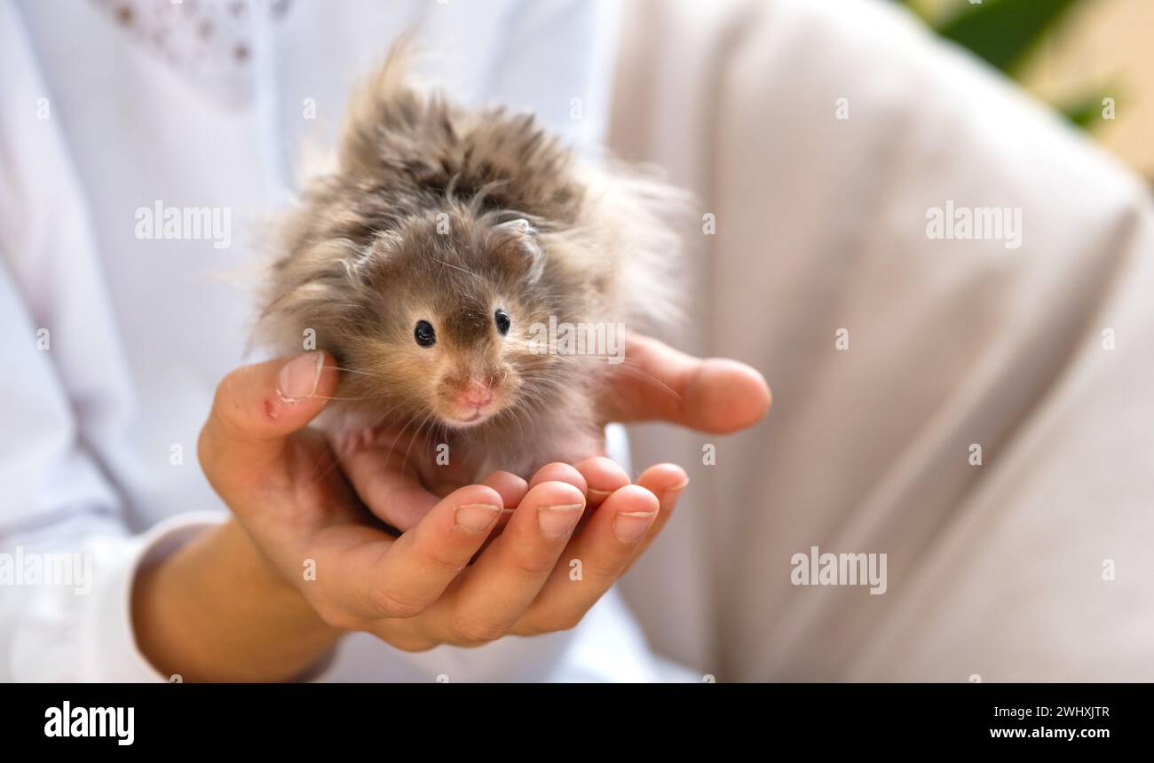 Divertente morbido curioso criceto siriano seduto tra le braccia di un bambino. Animale domestico domato, manuale,. Primo piano, copia spazio Foto Stock