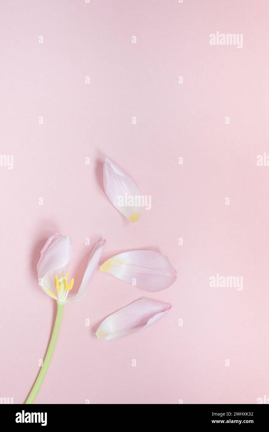 Tulipano rosa con petali su sfondo rosa piatto Foto Stock