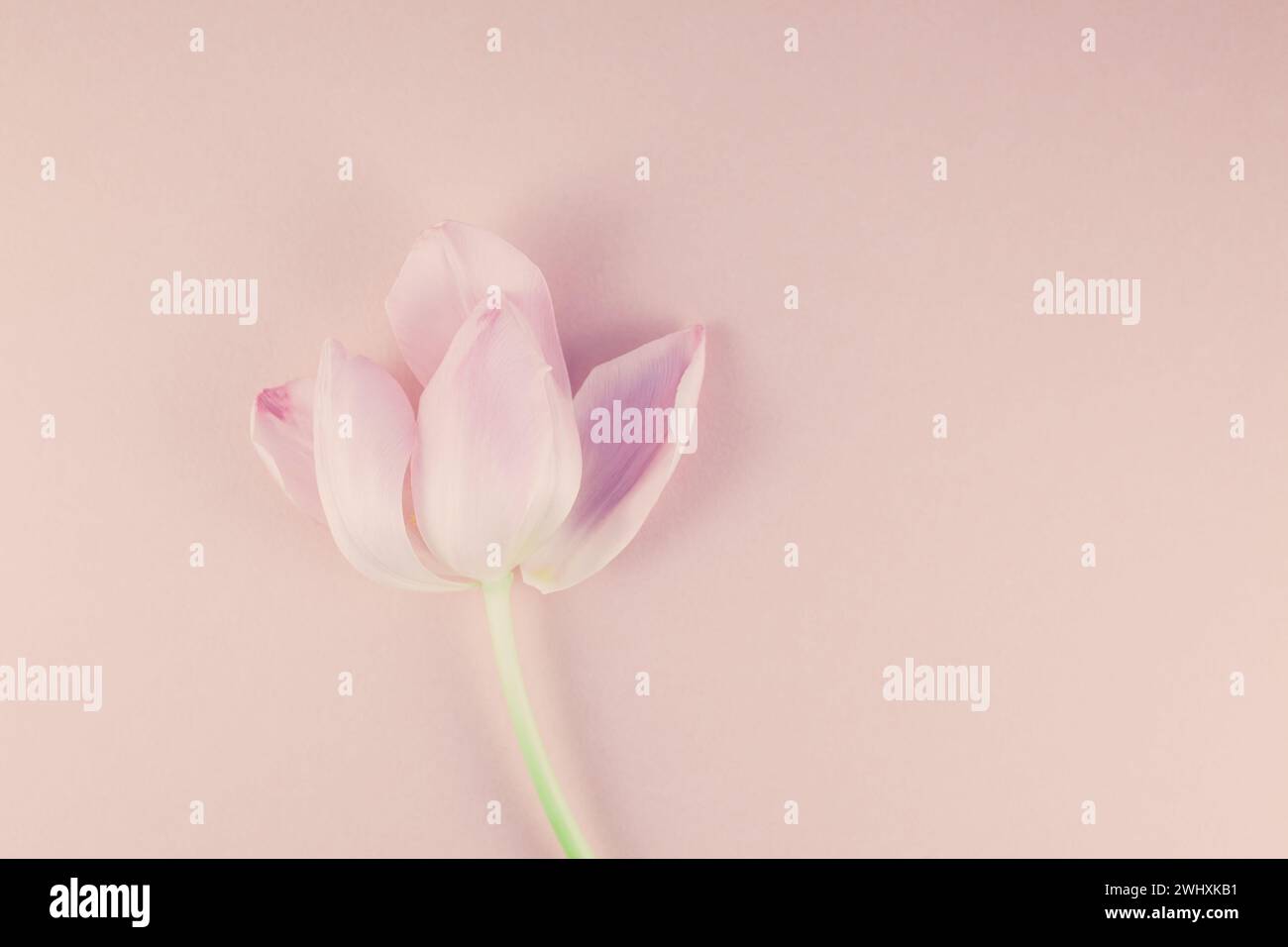 Tulipano rosa con petali su sfondo rosa piatto Foto Stock