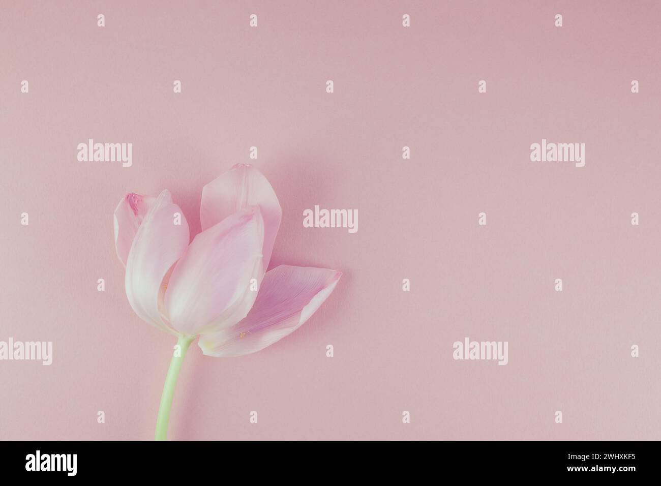 Tulipano rosa con petali su sfondo rosa piatto Foto Stock