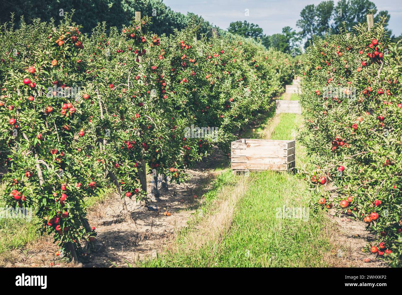 Giardino di mele pieno di frutti rossi strappati Foto Stock