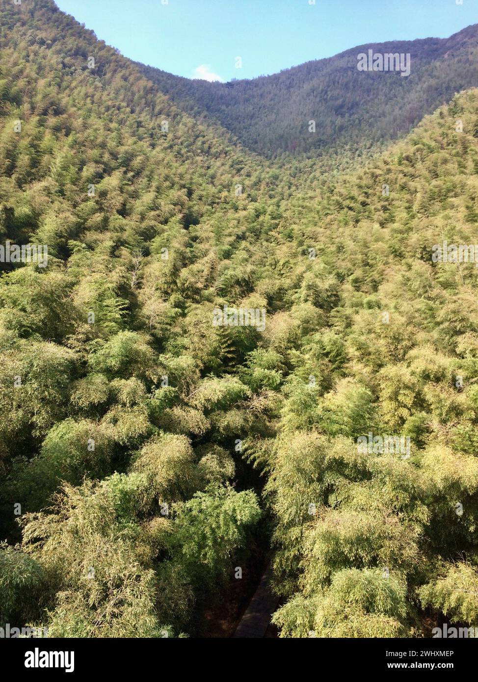 Piante di bambù, piante perenni sempreverdi in fiore Foto Stock