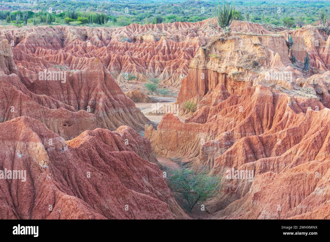 Bizzarre formazioni rocciose nel deserto di Tatacoa, Colombia Foto Stock