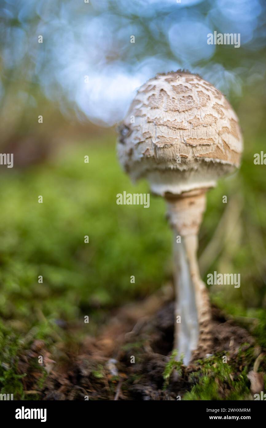 Funghi fotografati con una vecchia lente che colpisce il bokeh Foto Stock