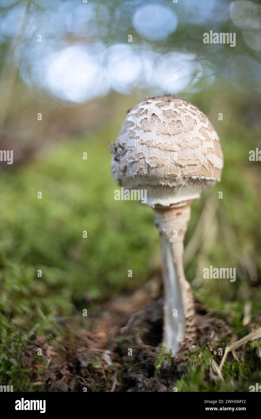 Funghi fotografati con una vecchia lente che colpisce il bokeh Foto Stock