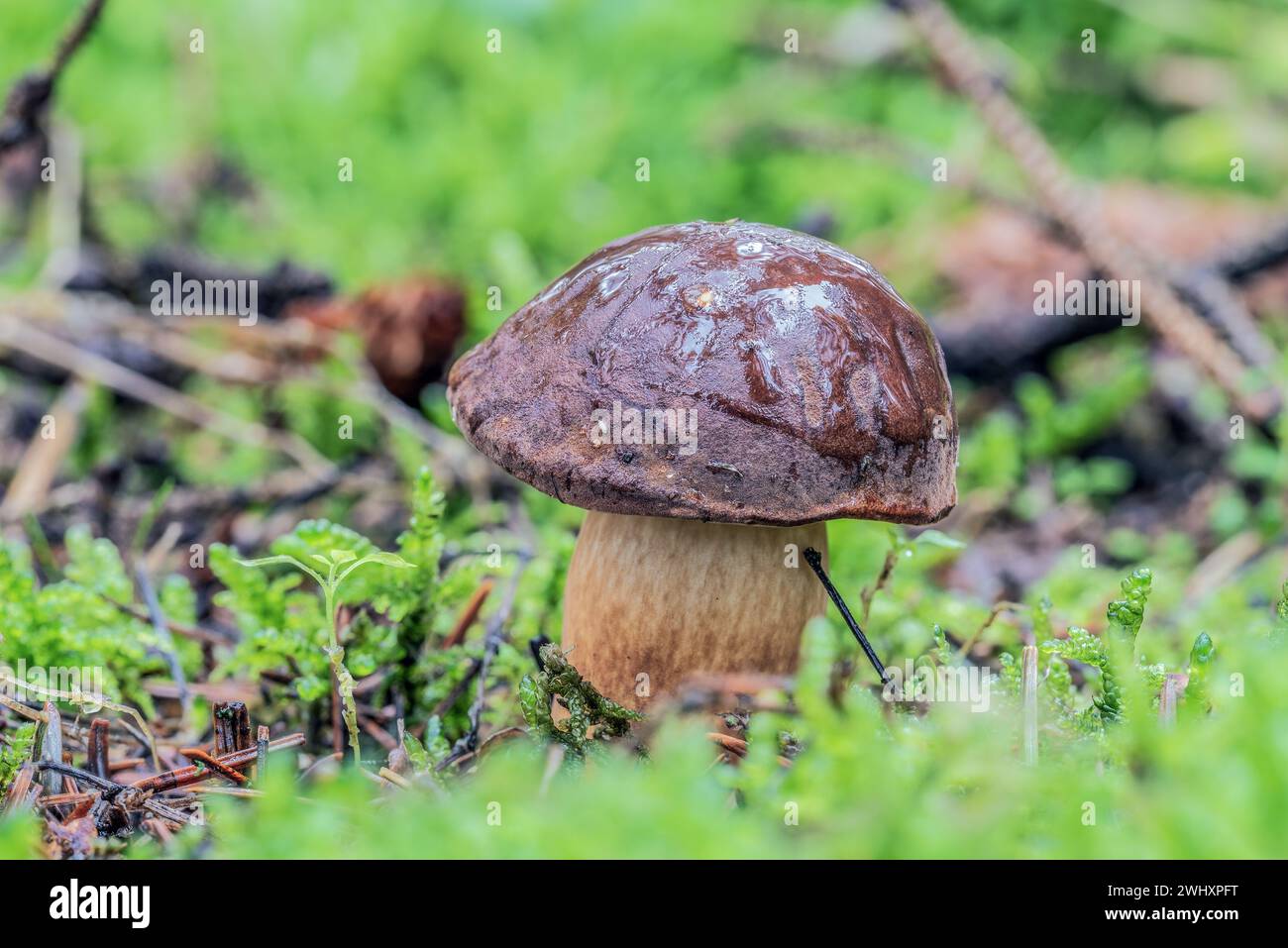 Bolo comune Foto Stock