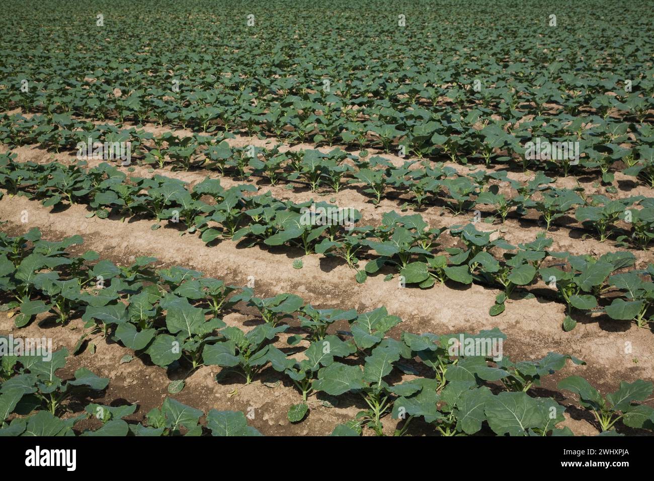 Brassica oleracea coltivata con metodo biologico - piante di broccoli che crescono in campo in estate. Foto Stock