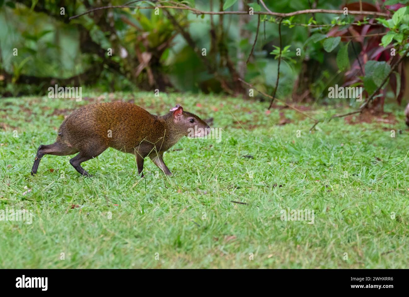 Agouti dell'America centrale (Dasyprocta punctata) in Costa Rica Foto Stock