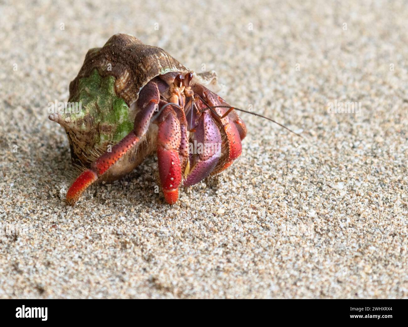 Granchio eremita (Coenobita clypeatus) che corre sulla spiaggia di sabbia, Cahuita, Costa Rica Foto Stock