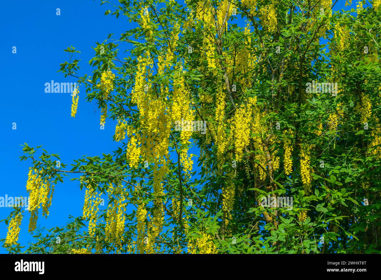 inflorescenze di racemosio di fagioli gialli. Arbusto giallo Laburnum. Fagioli gialli sullo sfondo del cielo azzurro splendidi alberi primaverili e cespugli in fiore. Natura Foto Stock