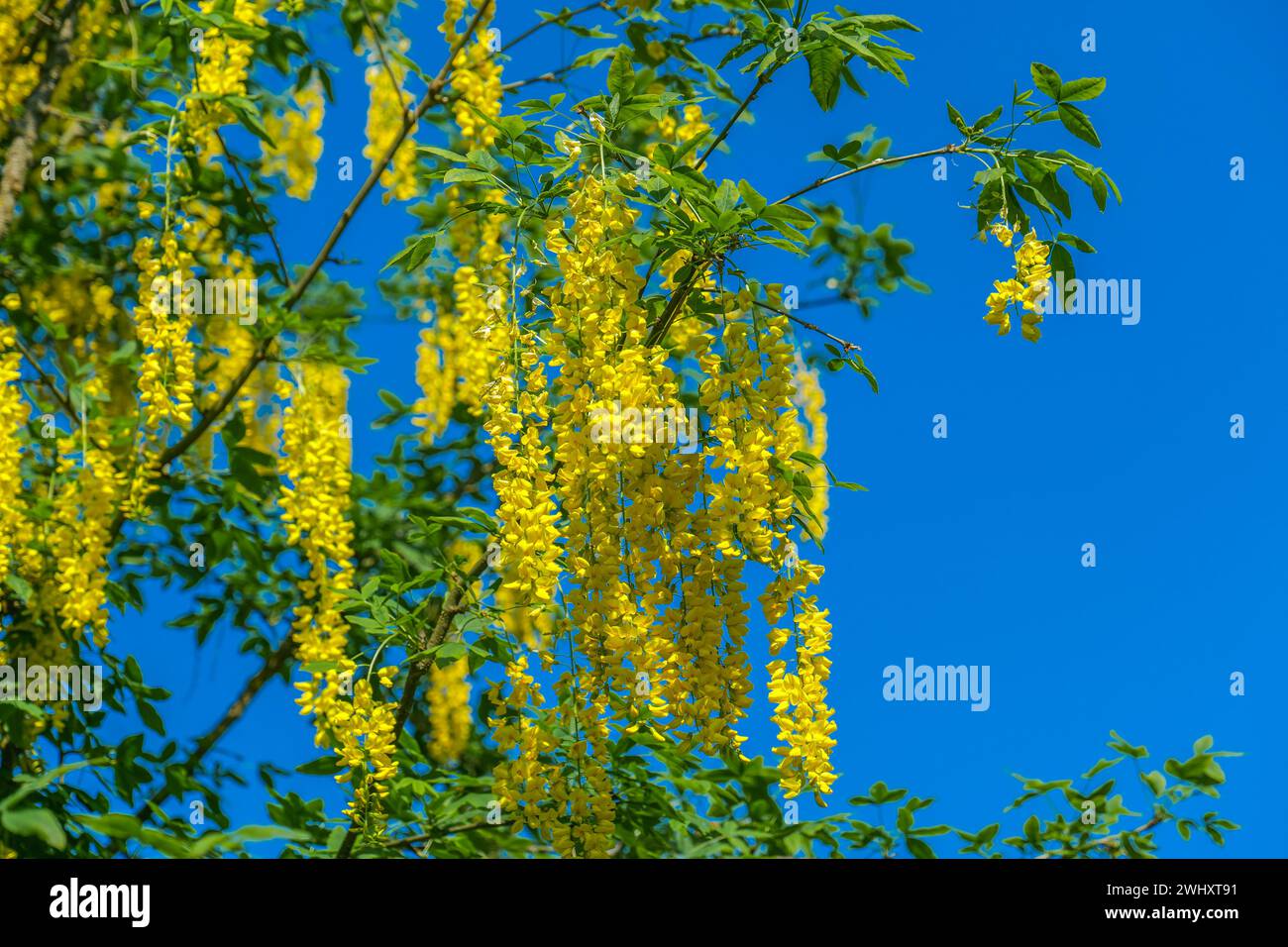 Arbusto giallo Laburnum su sfondo blu del cielo.infiorescenze racemose di fagioli gialli. Splendidi alberi primaverili e cespugli in fiore. Cespuglio giallo fiorito Foto Stock