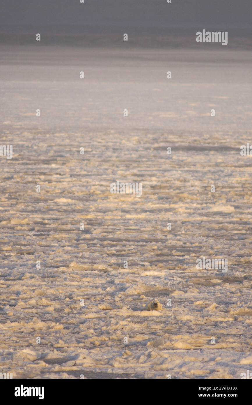 Orso polare, Ursus maritimus, maschio adulto che nuota nel ghiaccio del pacco appena formato Beaufort Sea Arctic Ocean 1002 area dell'anwr, Alaska Foto Stock