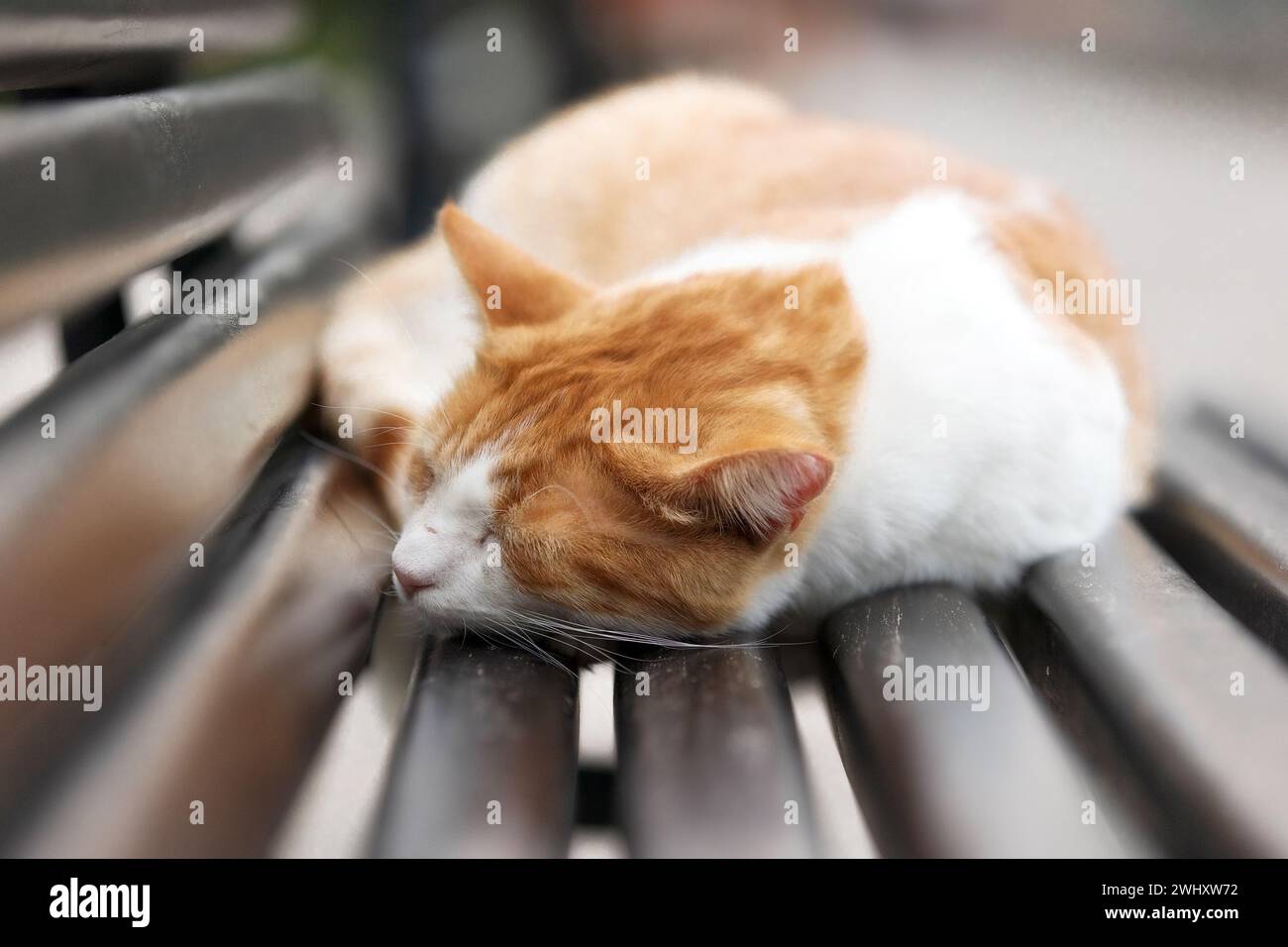 Gatto randagio rosso sulla panchina, centro storico di Cattaro, Montenegro Foto Stock