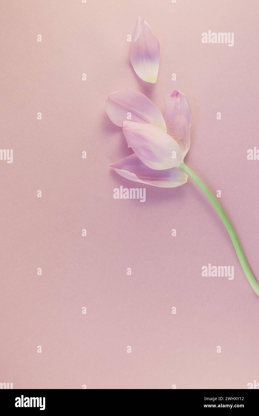 Tulipano rosa con petali su sfondo rosa piatto Foto Stock