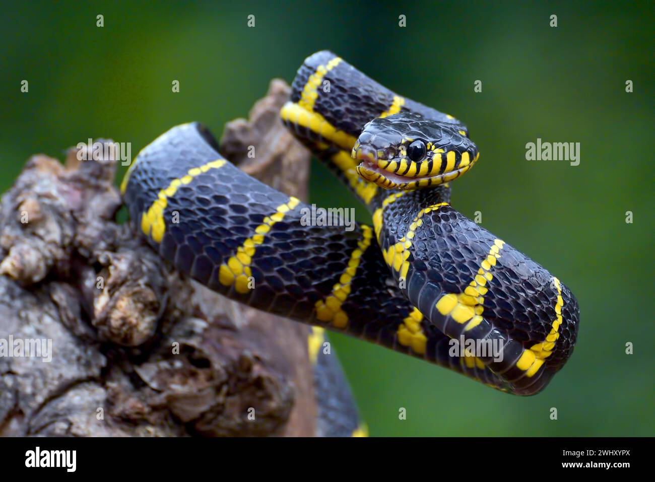 Boiga serpente dendrofilia in modalità difensiva Foto Stock