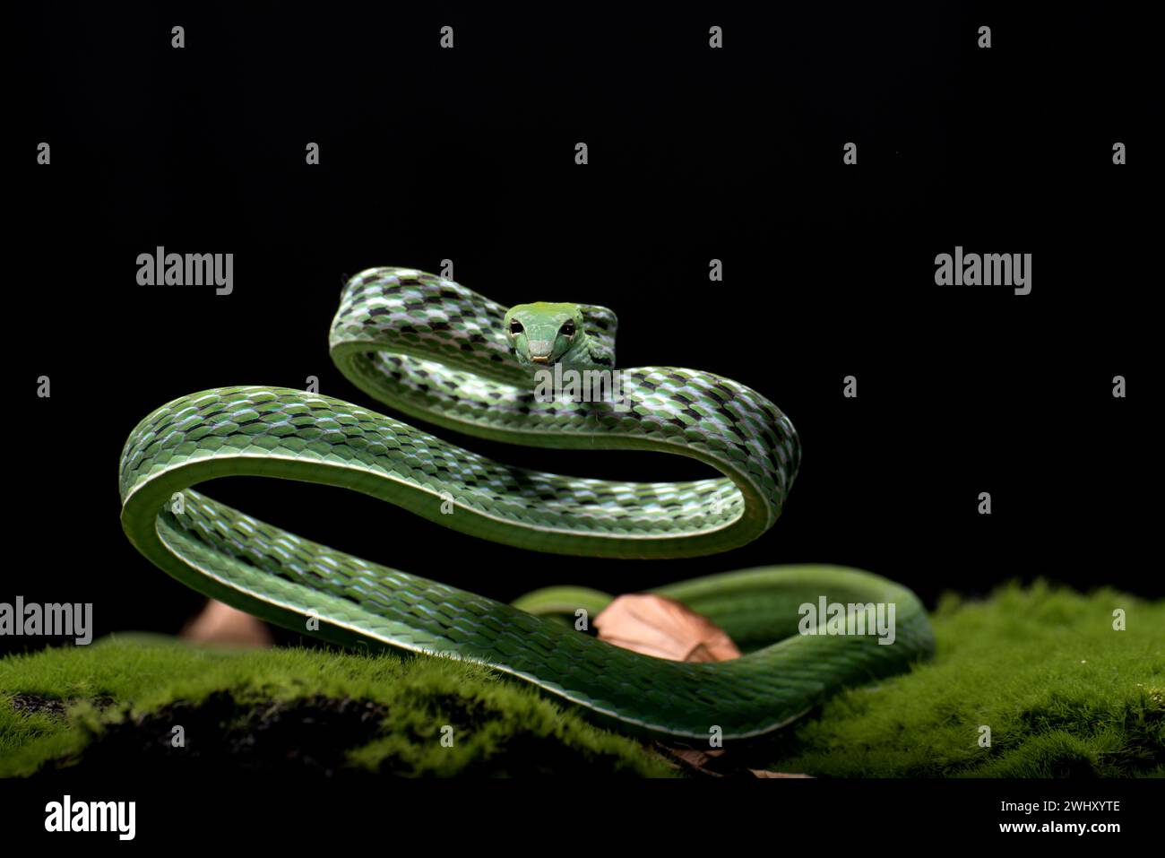 Foto ravvicinata di serpente di vite asiatico su sfondo nero Foto Stock