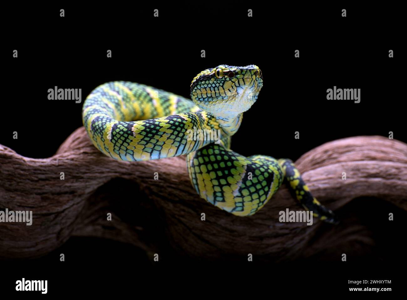 vipera del tempio in un ramo d'albero Foto Stock