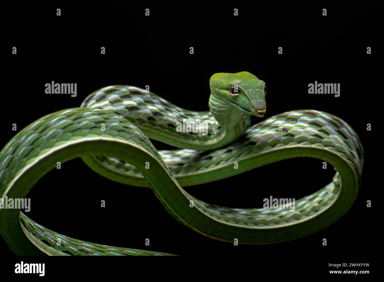 Foto ravvicinata di serpente di vite asiatico su sfondo nero Foto Stock
