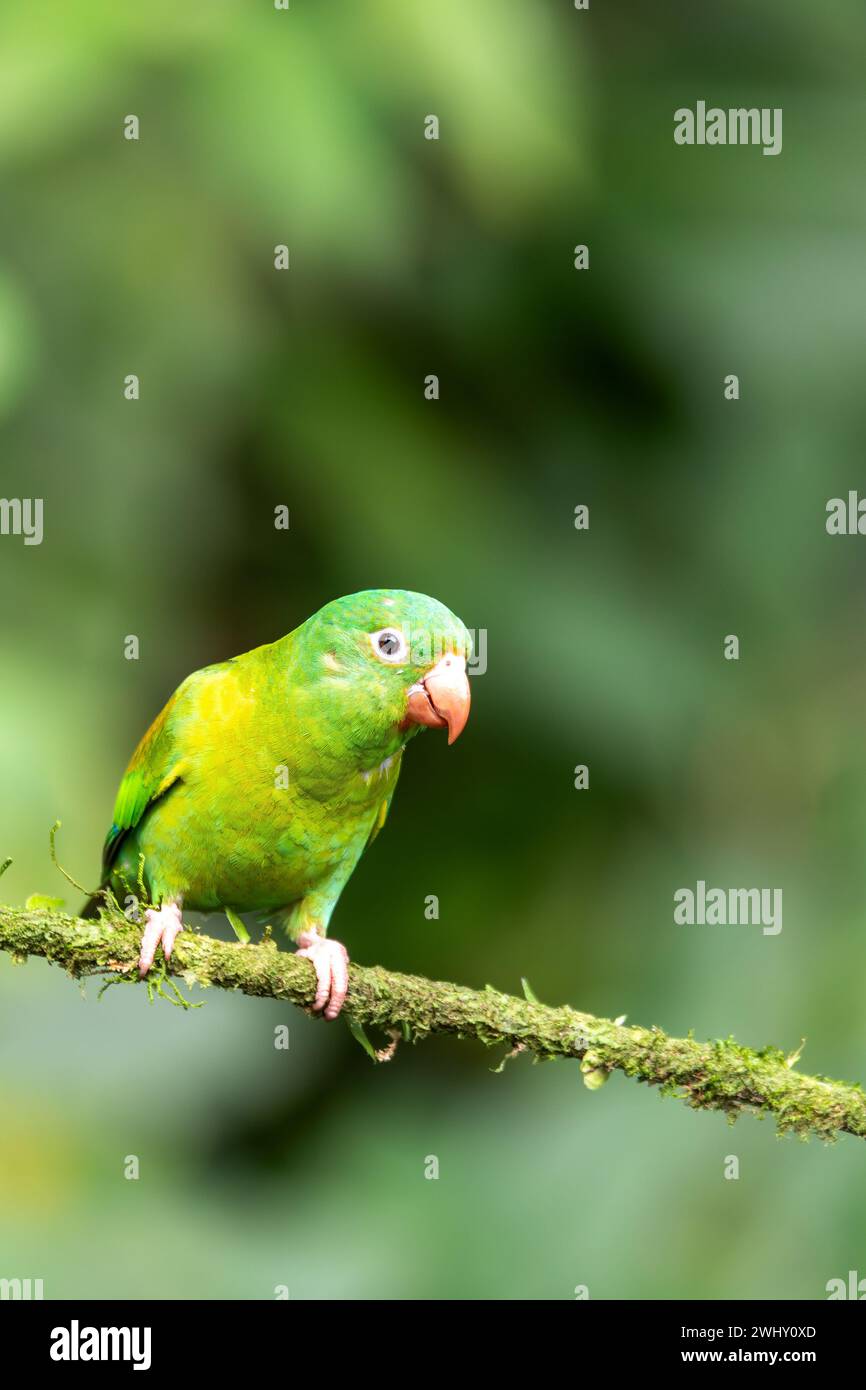 Piccolo pappagallo verde Tirika tovi - Brotogeris jugularis, tirika tovi. La fortuna, Vulcano Arenal, Costa Rica. Foto Stock