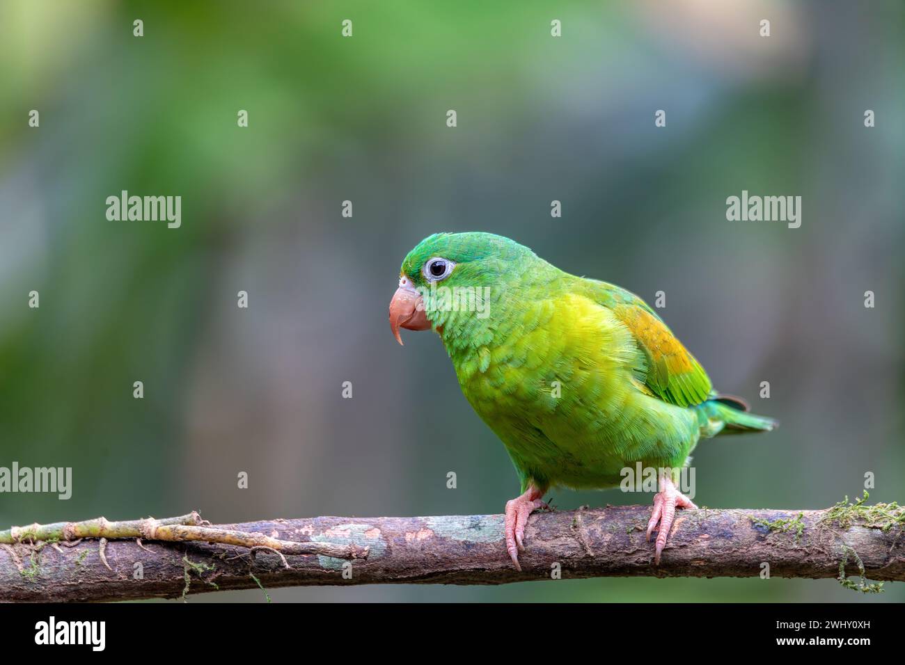 Piccolo pappagallo verde Tirika tovi - Brotogeris jugularis, tirika tovi. La fortuna, Vulcano Arenal, Costa Rica. Foto Stock