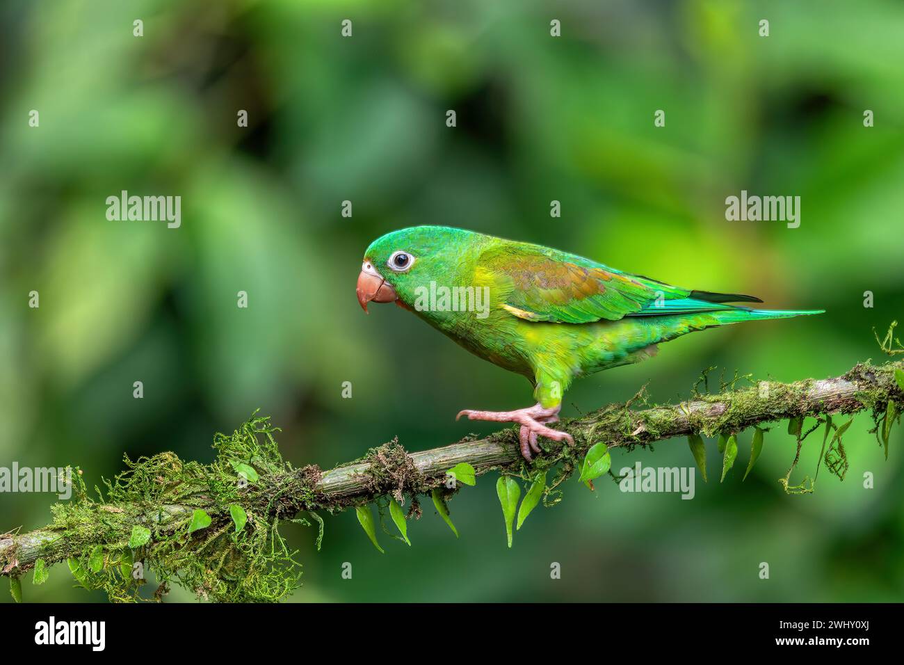Piccolo pappagallo verde Tirika tovi - Brotogeris jugularis, tirika tovi. La fortuna, Vulcano Arenal, Costa Rica. Foto Stock