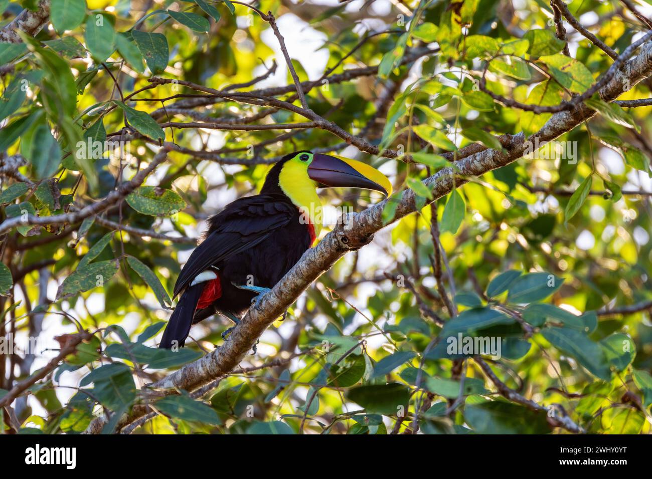 Toucan dalla gola gialla, Ramphastos ambiguus. Tortuguero, fauna selvatica e birdwatching in Costa Rica. Foto Stock