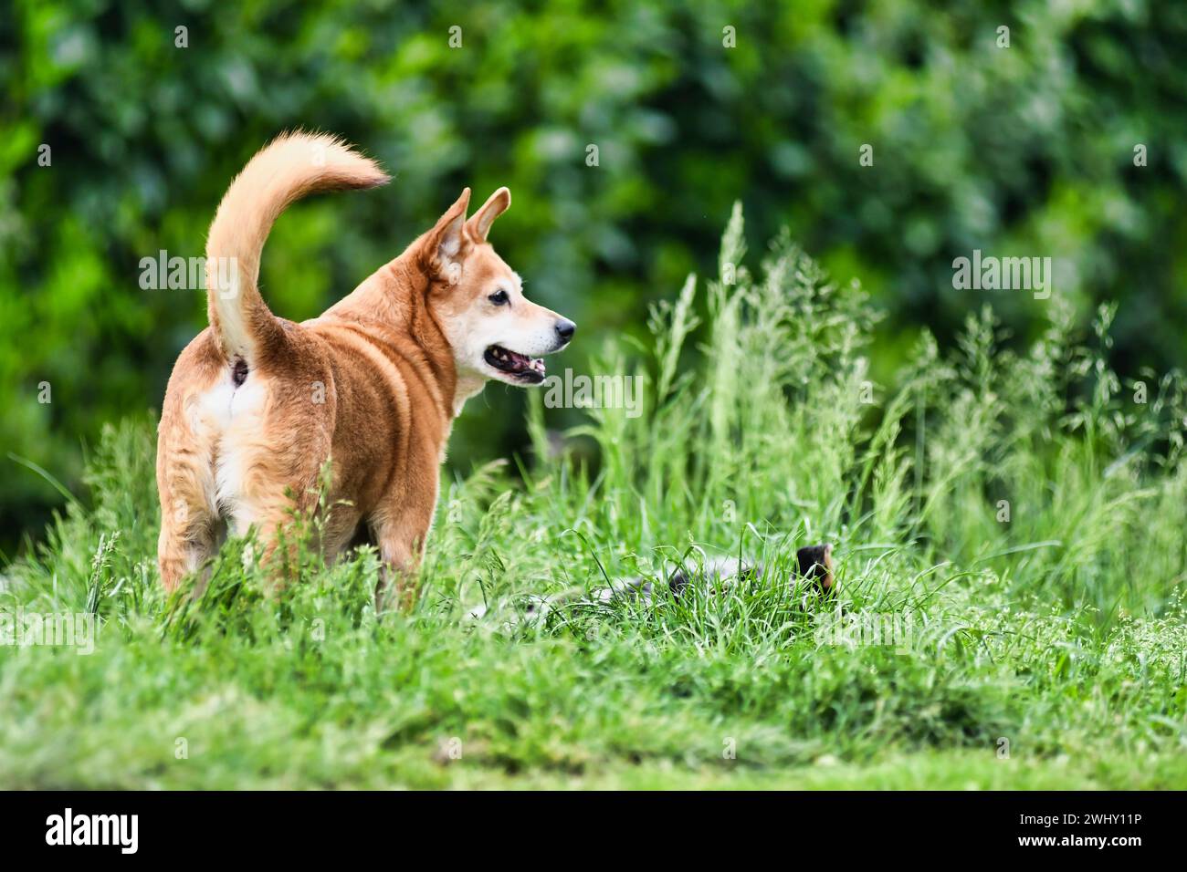 Cane sull'erba, foto come sfondo, cane da pastore australiano tedesco shepard Foto Stock