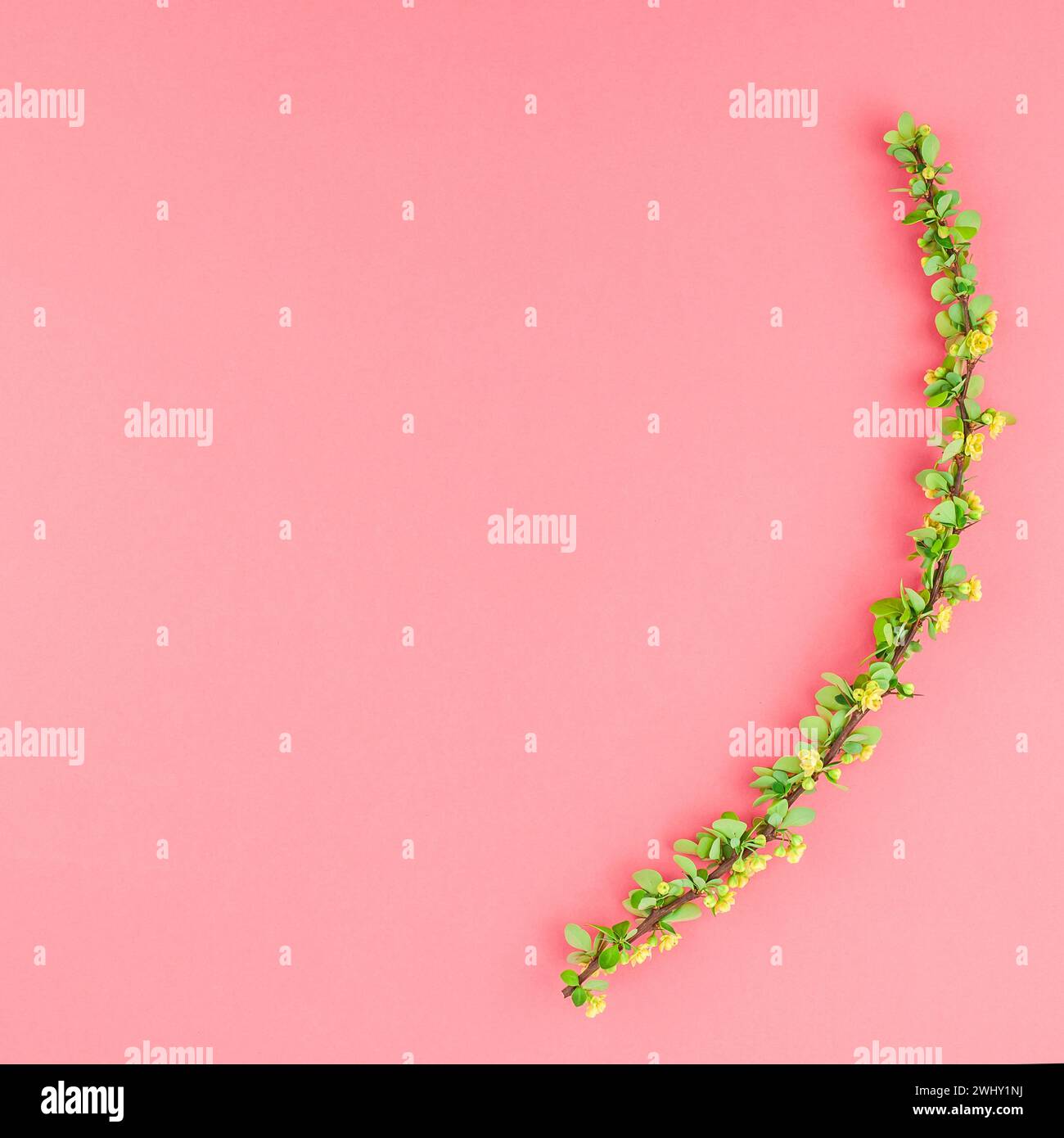 Sfondo di carta a colori con mirtillo fiorito Foto Stock