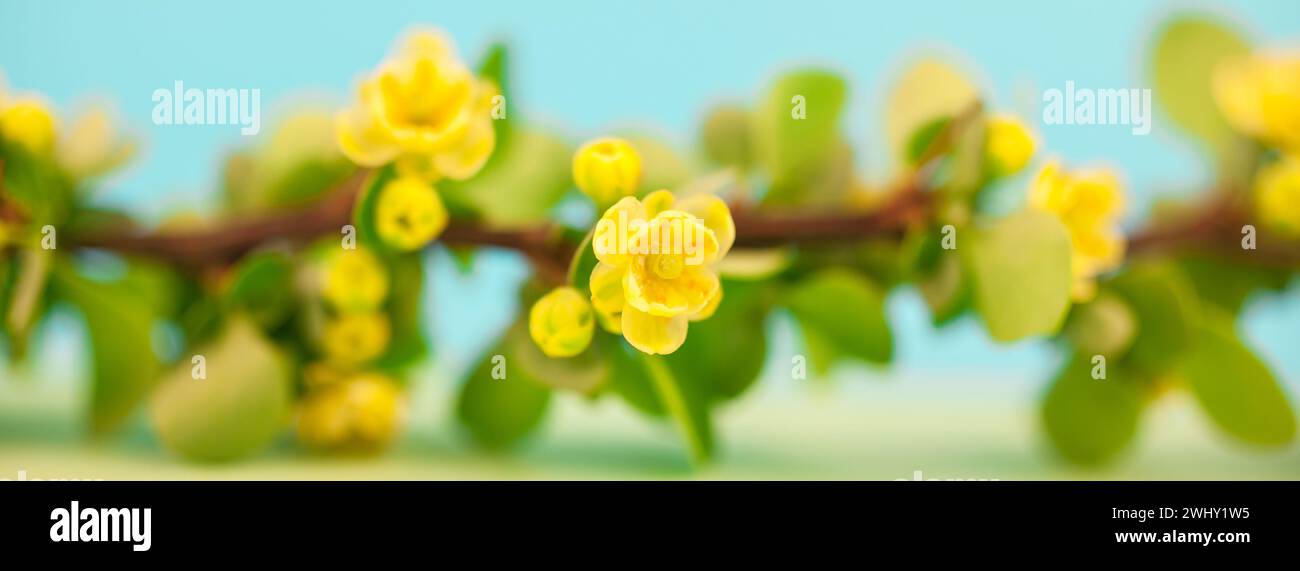 Ramo dei mirtilli in fiore in primavera Foto Stock