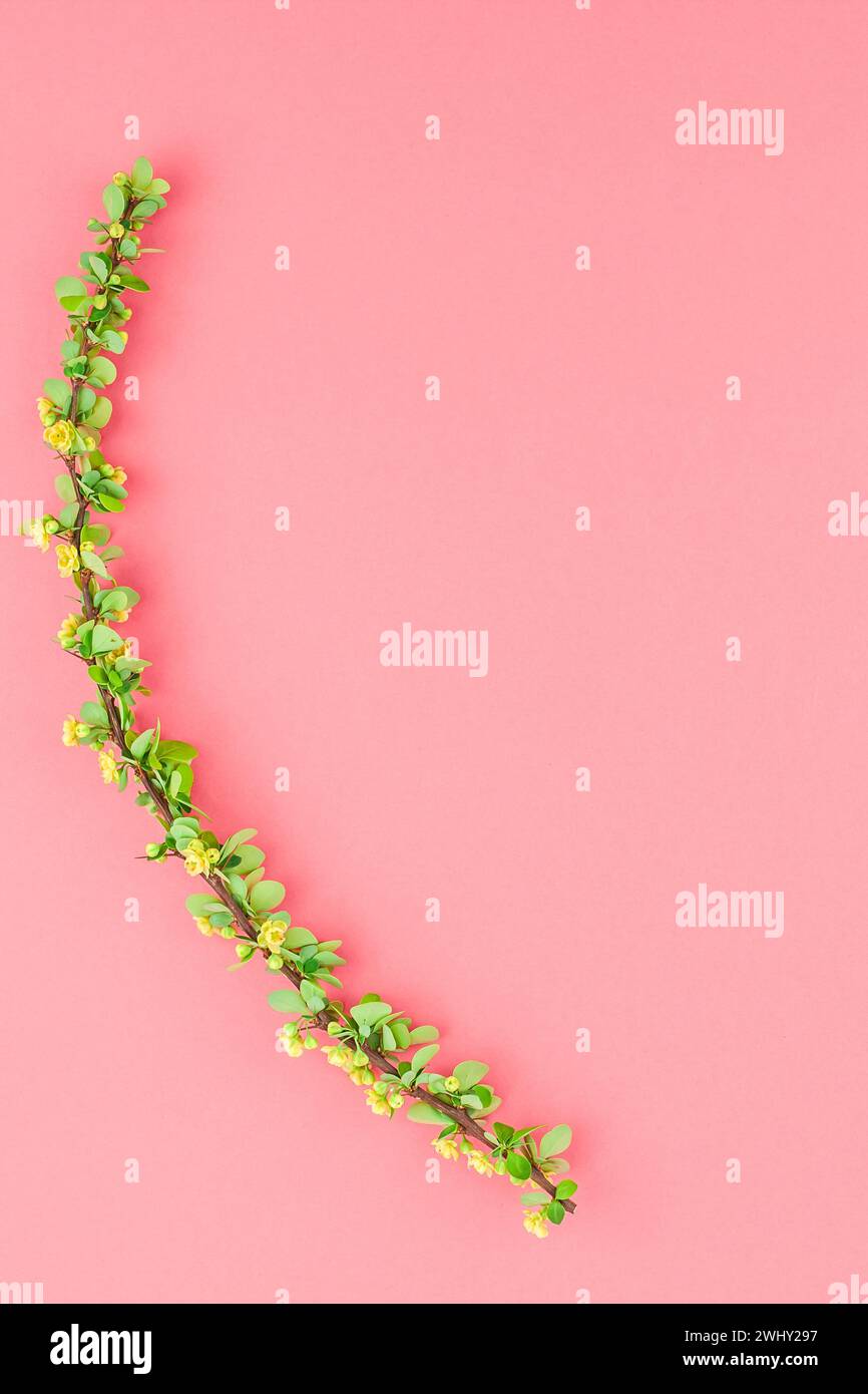 Sfondo di carta a colori con mirtillo fiorito Foto Stock