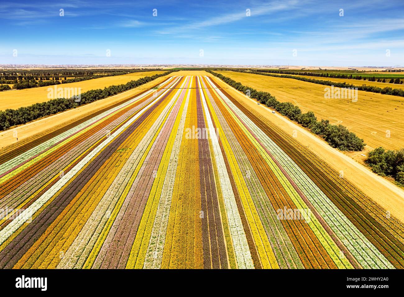 Magnifiche tazze da giardino Foto Stock