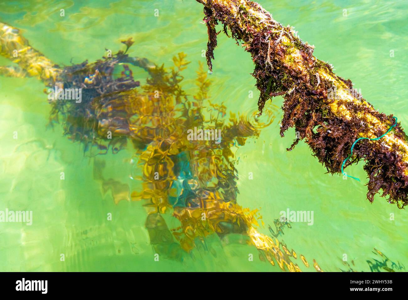 Corde in acqua con muschio e alghe marine a Playa del Carmen Quintana Roo, Messico. Foto Stock