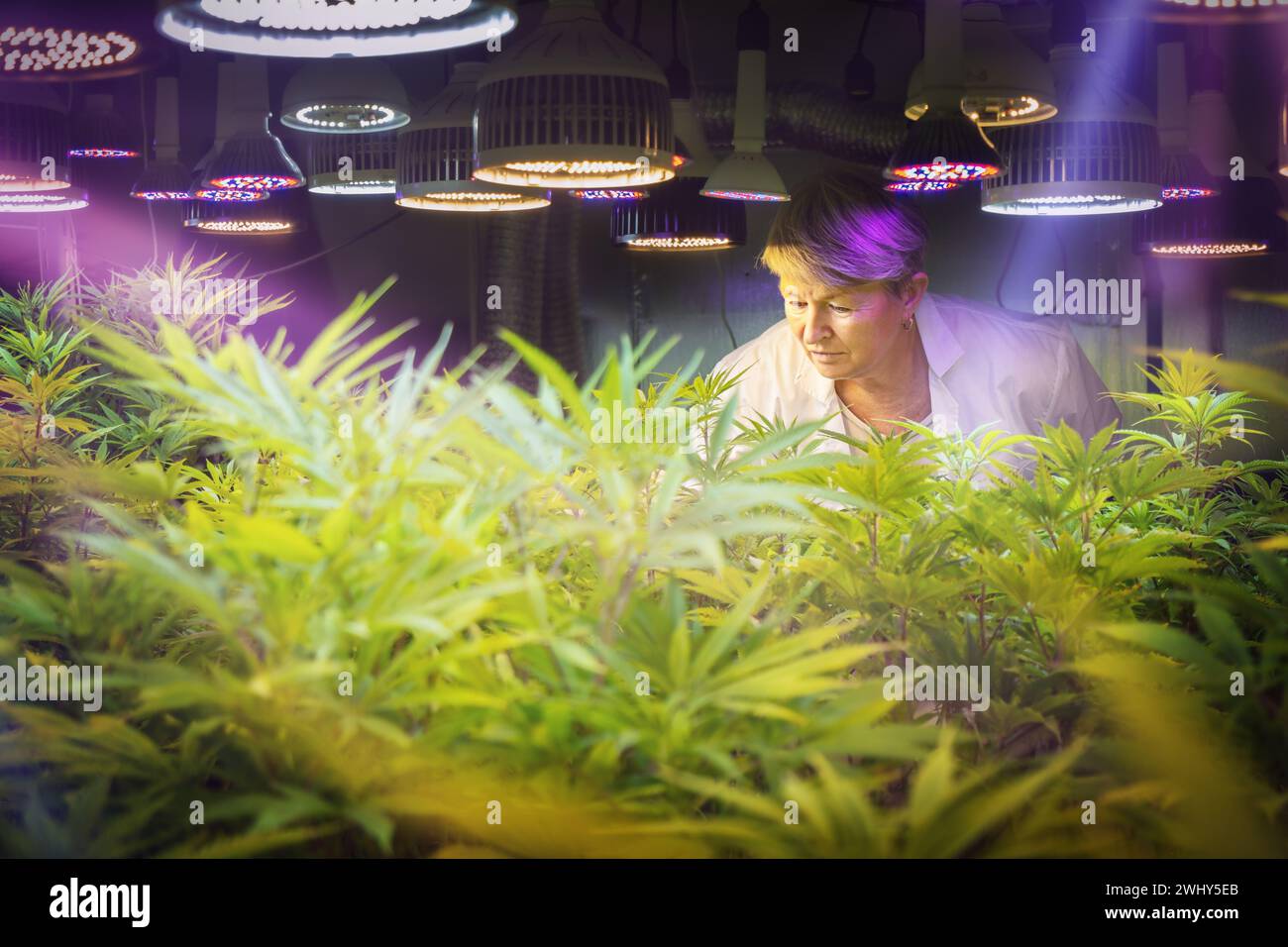 Una lavoratrice medica controlla la cannabis medica in una fattoria. Foto Stock