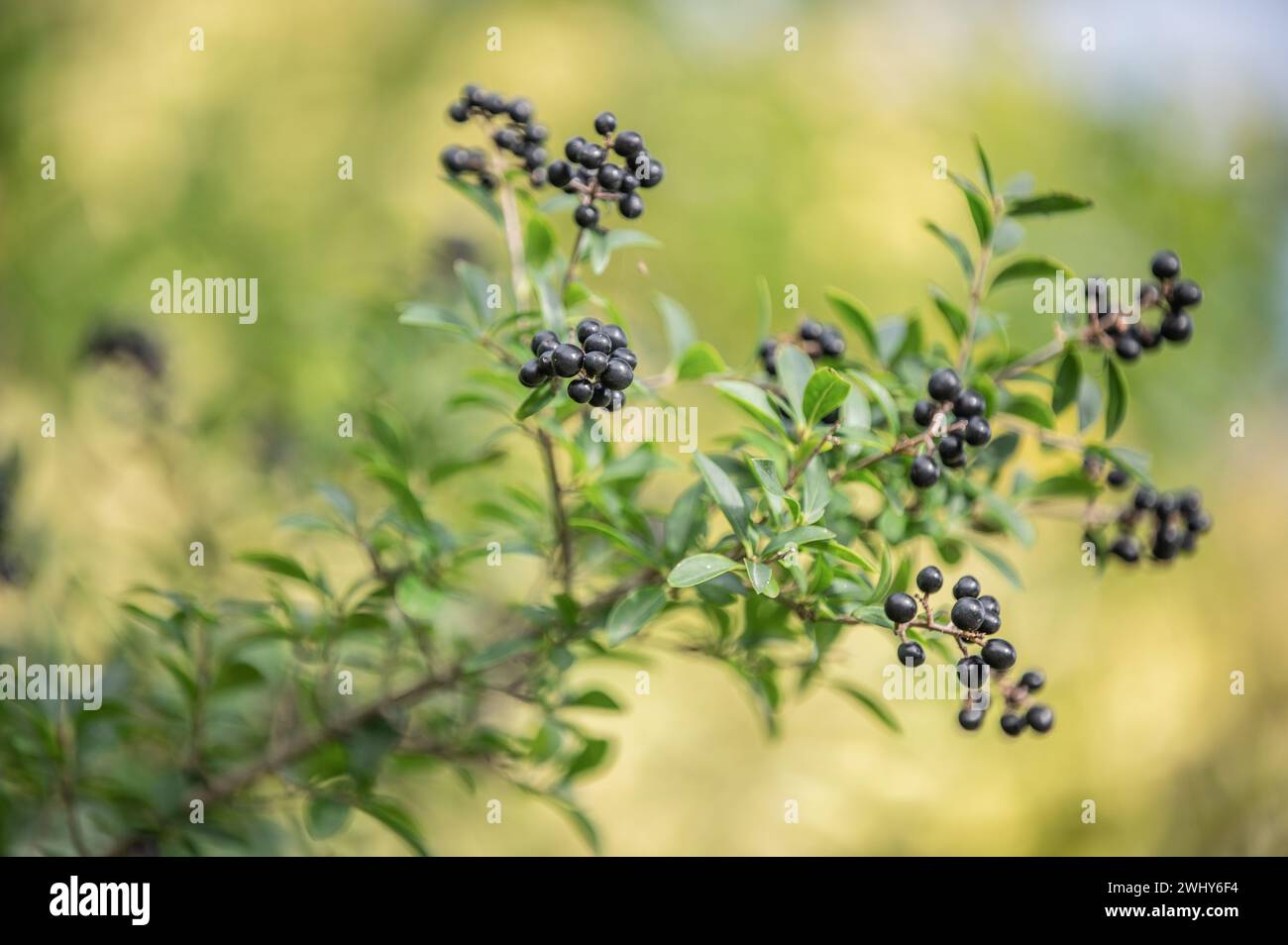 Ligustro comune Foto Stock