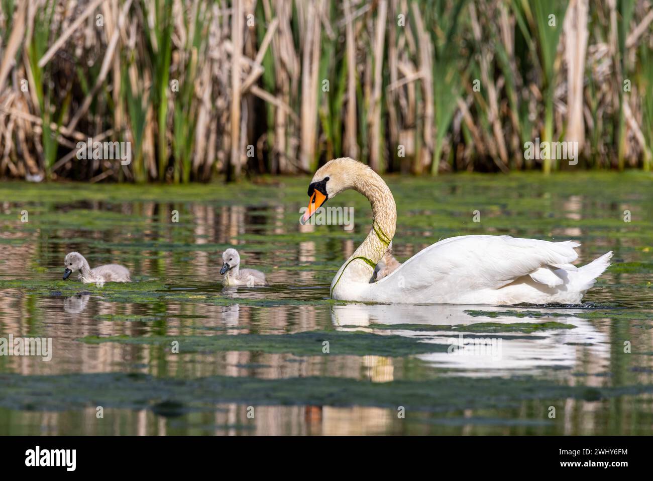 Discendente della famiglia Swan Swan Foto Stock