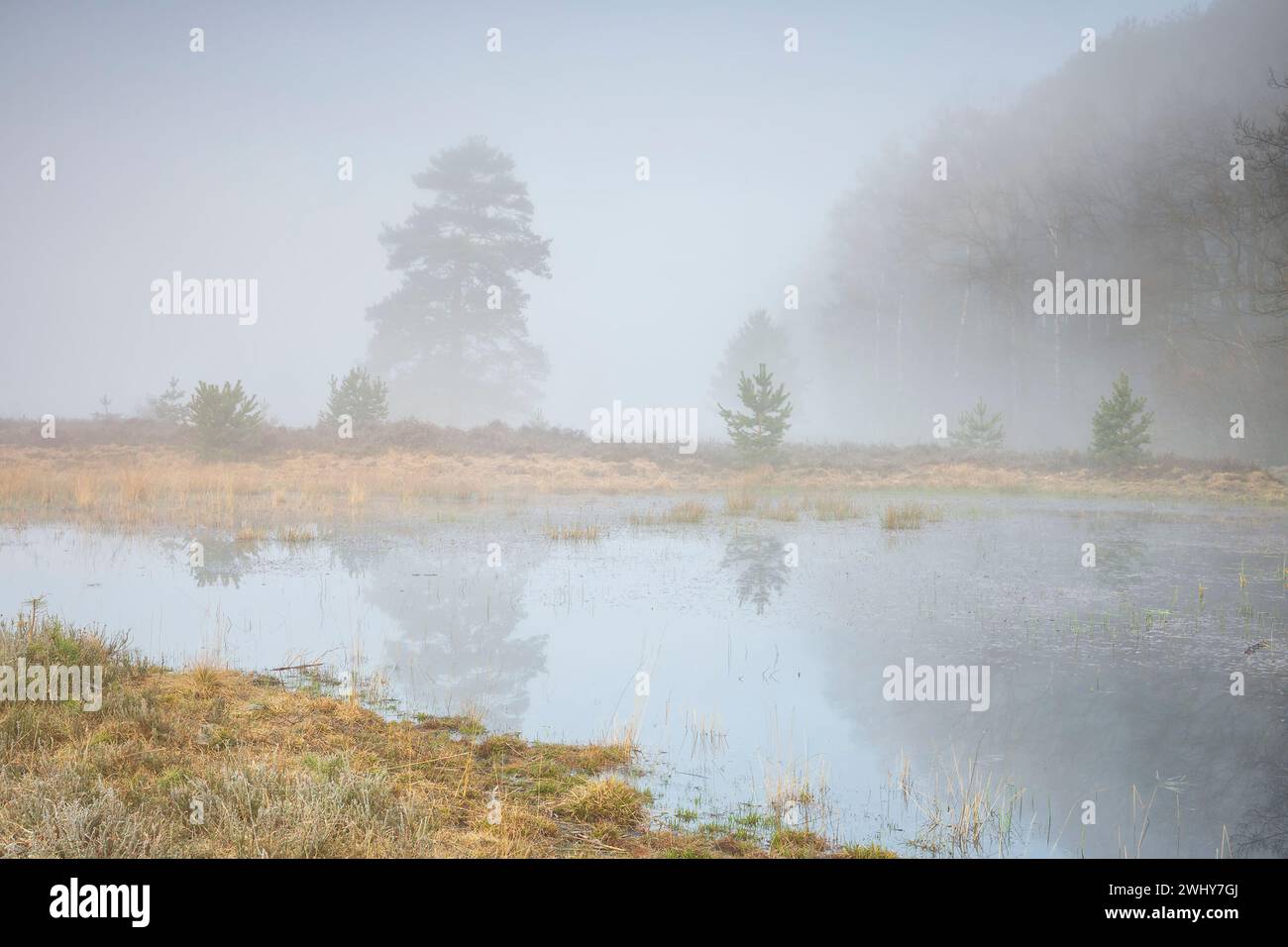 Fitta nebbia sul lago selvaggio nella foresta Foto Stock