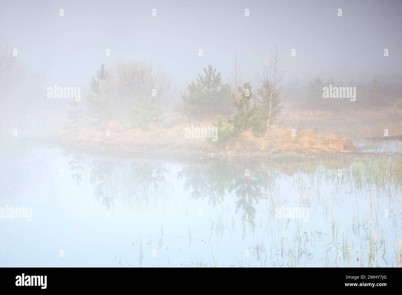 Nebbia fitta nella foresta paludosa in primavera Foto Stock