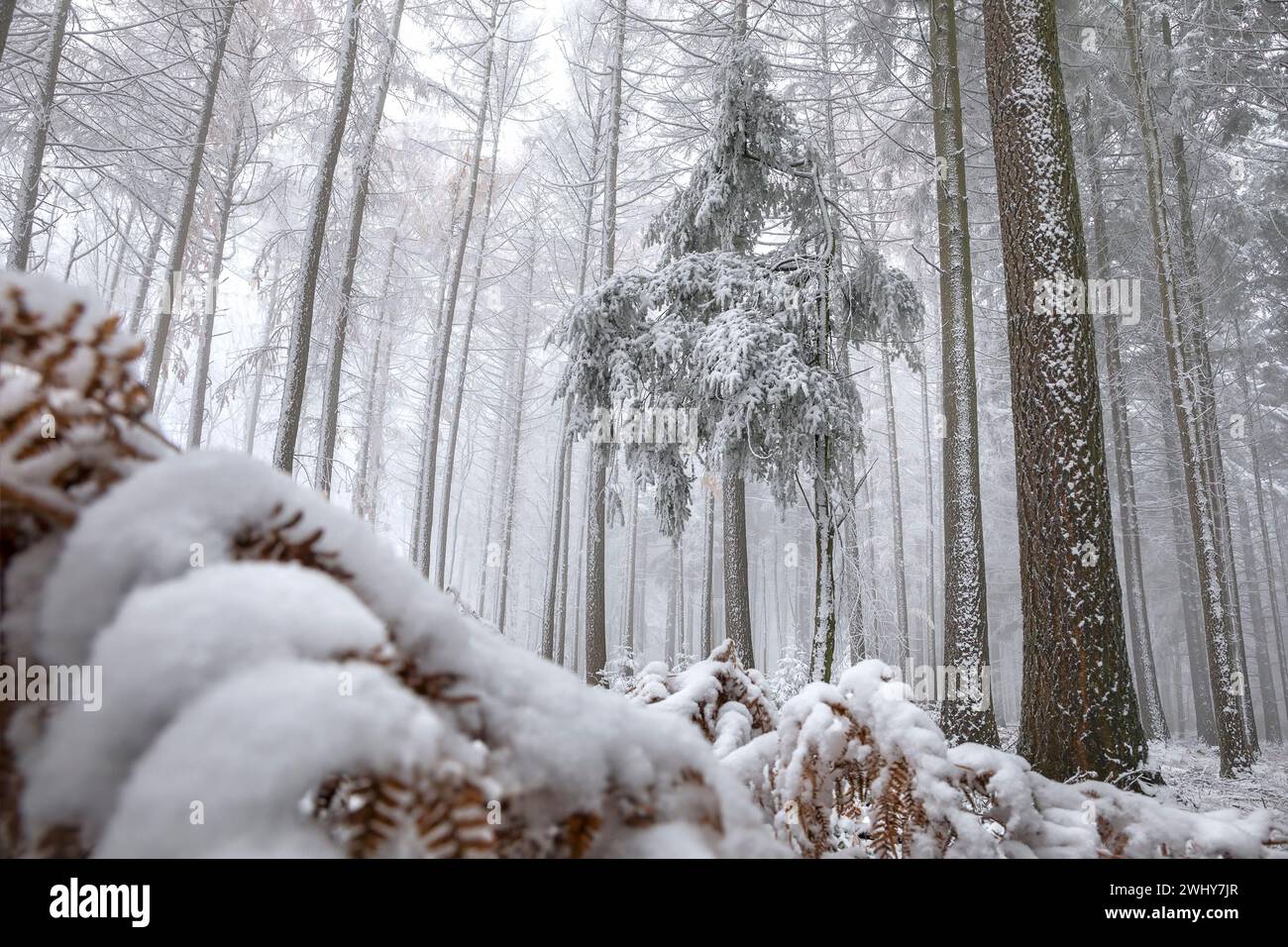 Amate l'abete nella foresta invernale nebbiosa Foto Stock