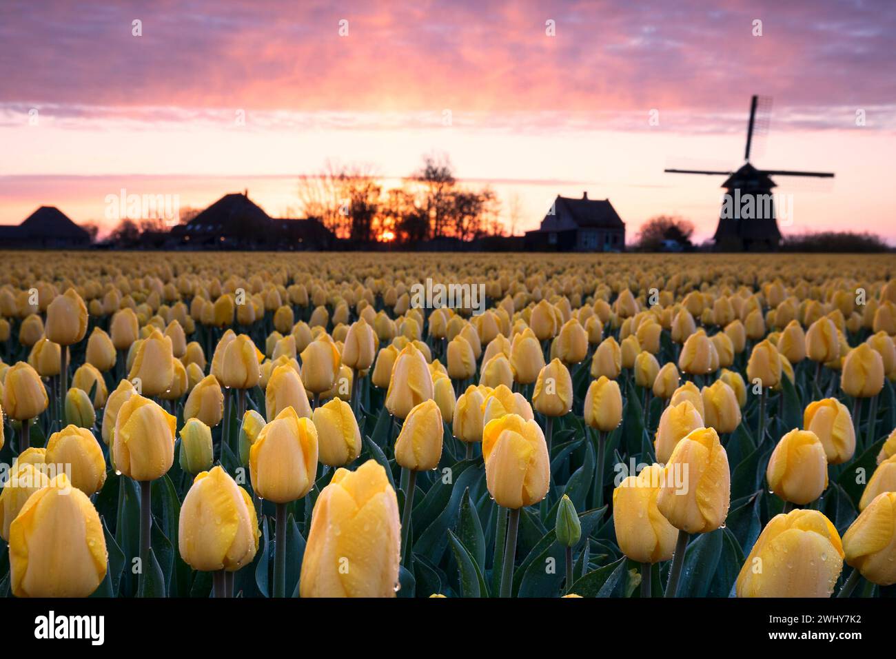 Campo con fiori di tulipani gialli all'alba e mulino a vento Foto Stock