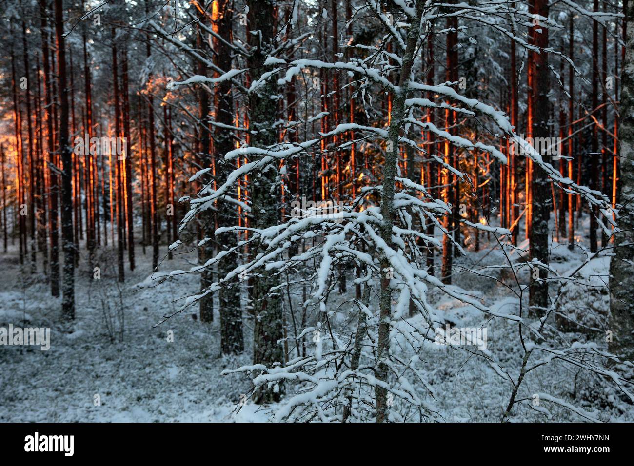I raggi del sole rosso nella foresta invernale Foto Stock