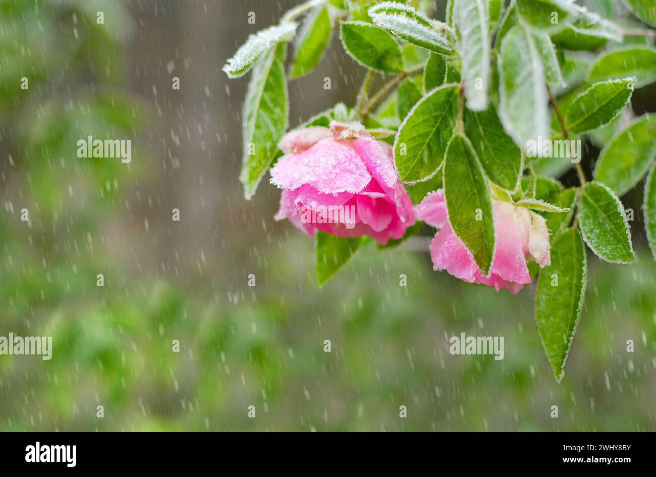 Fiore di rosa ricoperto di ghiaccio Foto Stock