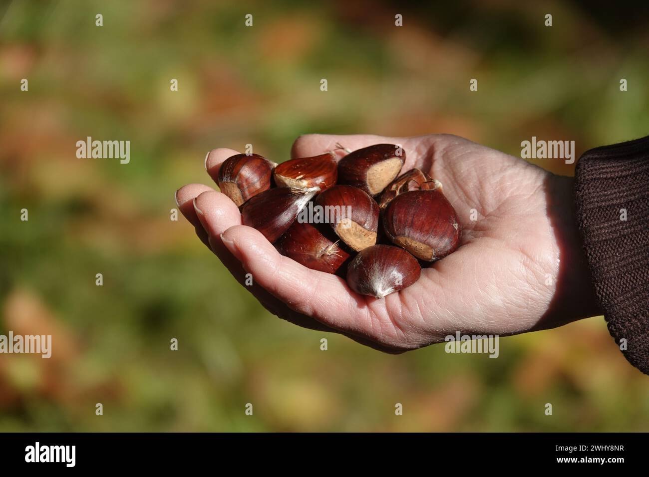 Castanea sativa, castagno dolce Foto Stock